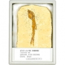 kenis  87537634 化石標本